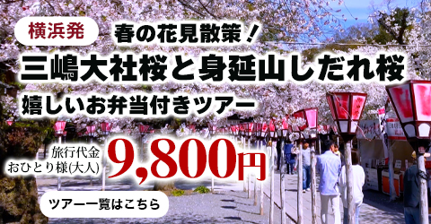 横浜発　三嶋大社と身延山
春の花見散策！三嶋大社桜と身延山しだれ桜を観賞♪～嬉しいお弁当付きツアー