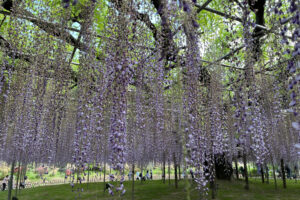 あしかがフラワーパーク