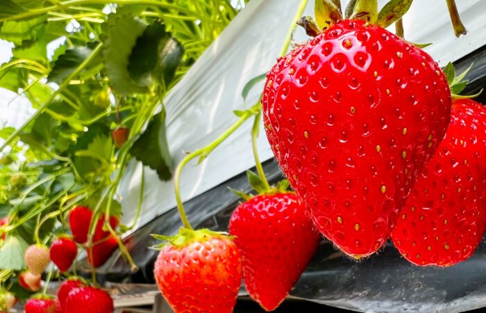 はままつ フルーツパーク時之栖