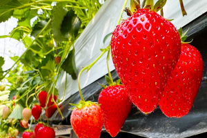 はままつ フルーツパーク時之栖