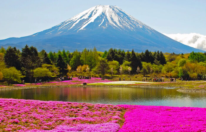 富士芝桜まつり