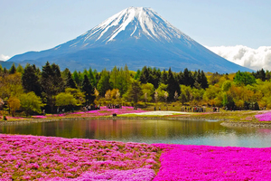 富士芝桜まつり