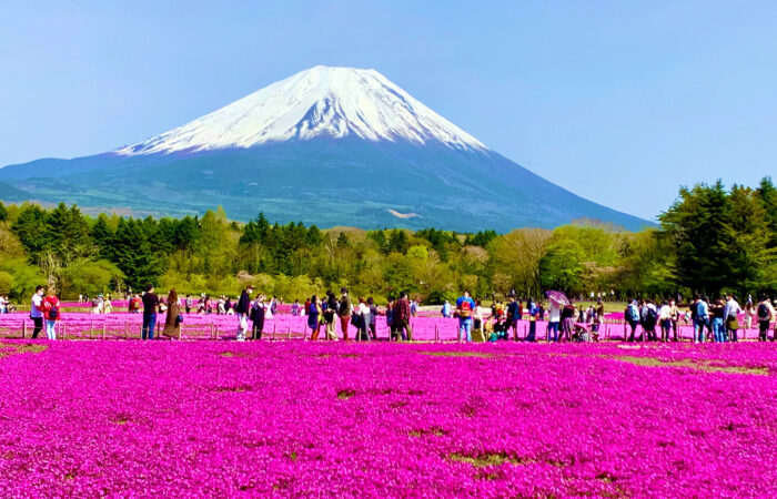 富士芝桜まつり
