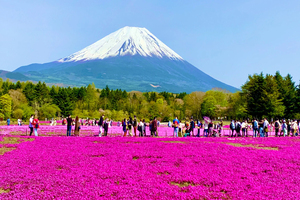 富士芝桜まつり