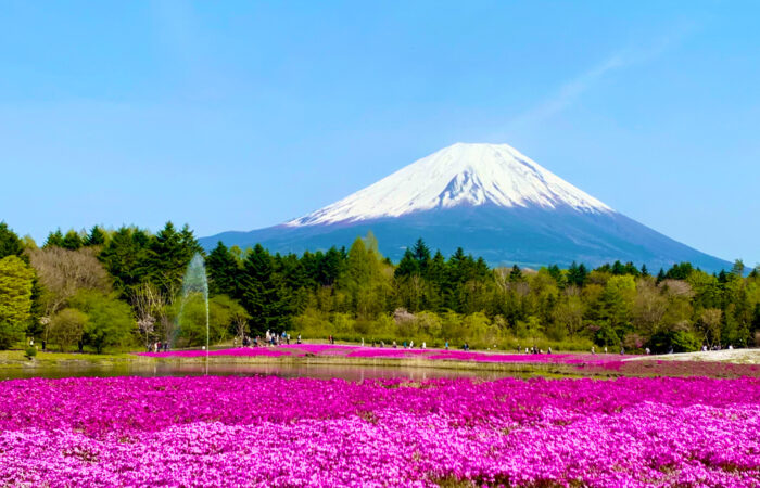 富士芝桜まつり