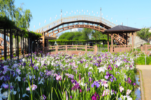 水郷潮来あやめまつり