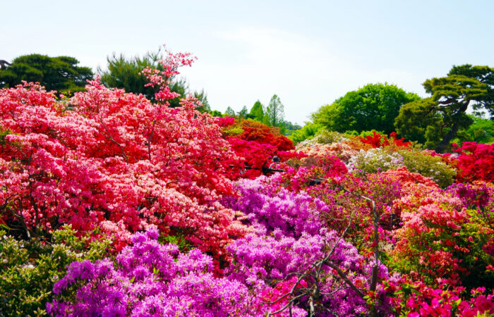 館林つつじが岡公園