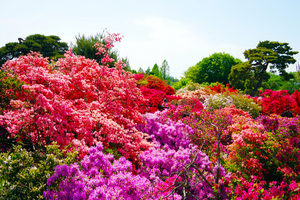 つつじが岡公園