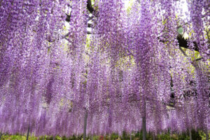 あしかがフラワーパーク