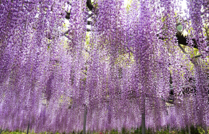 あしかがフラワーパーク