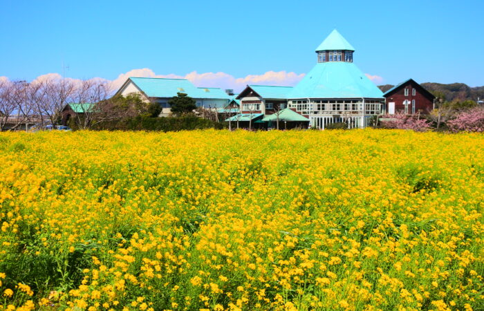 道の駅とみうら　枇杷倶楽部