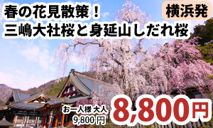 横浜発　春の花見散策！三嶋大社桜と身延山しだれ桜を鑑賞♪～嬉しいお弁当付きツアー