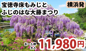 神秘的な美しさ宝徳寺床もみじ特別公開とあしかがフラワーパーク「ふじのはな大藤まつり」鑑賞［A318-Y］