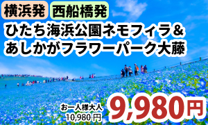 春の2大花名所へ！ひたち海浜公園ネモフィラ＆あしかがフラワーパーク大藤をW観賞