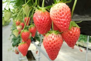 はままつ フルーツパーク時之栖