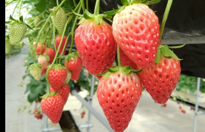 はままつ フルーツパーク時之栖