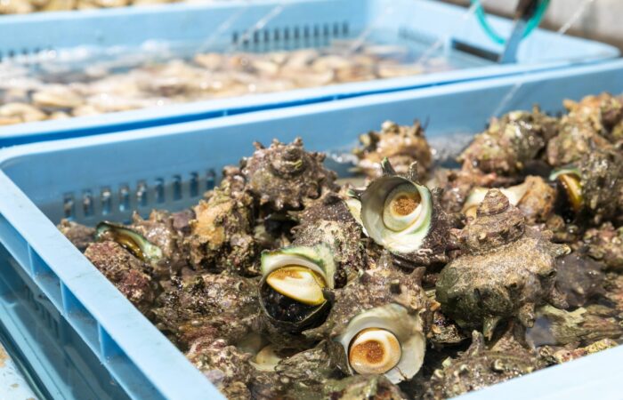 魚太郎知多本店