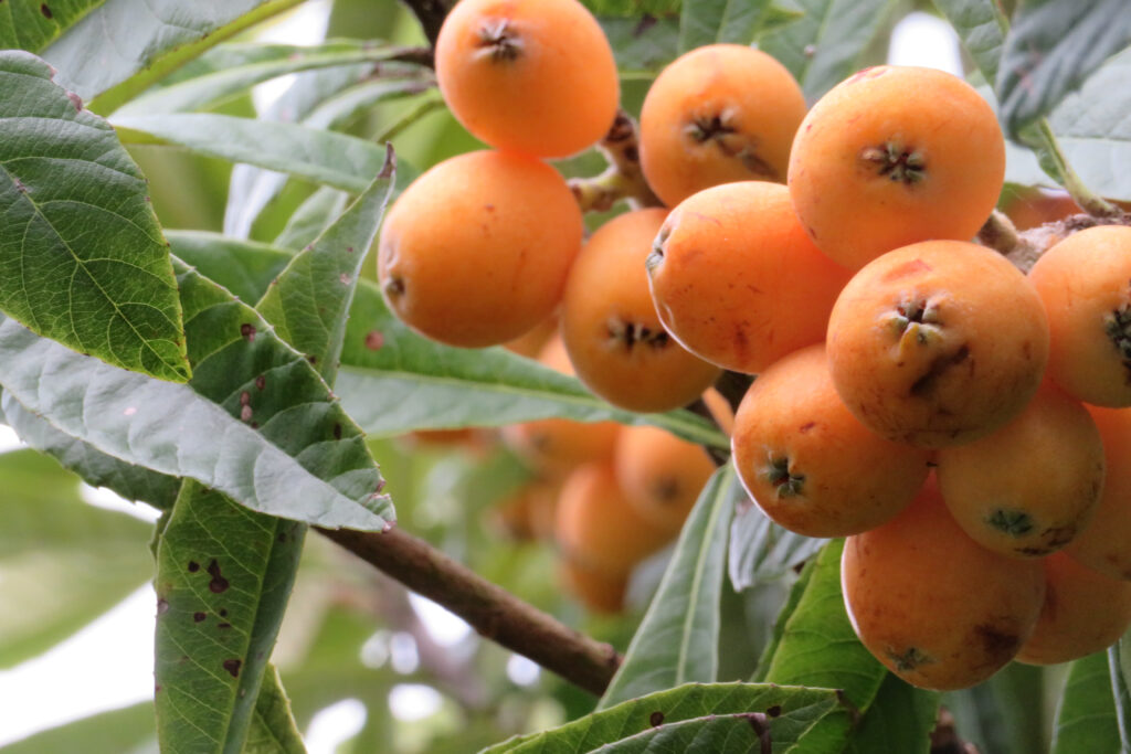 道の駅とみうら　枇杷倶楽部