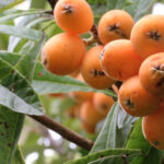 道の駅とみうら　枇杷倶楽部