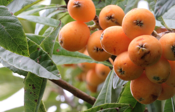 道の駅とみうら　枇杷倶楽部