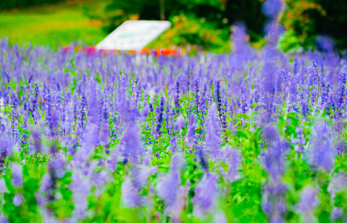 たんばらラベンダーパーク