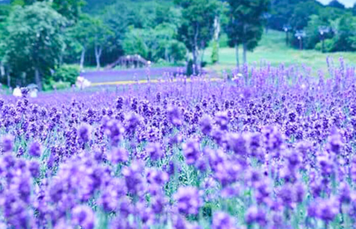 たんばらラベンダーパーク