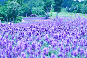 たんばらラベンダーパーク