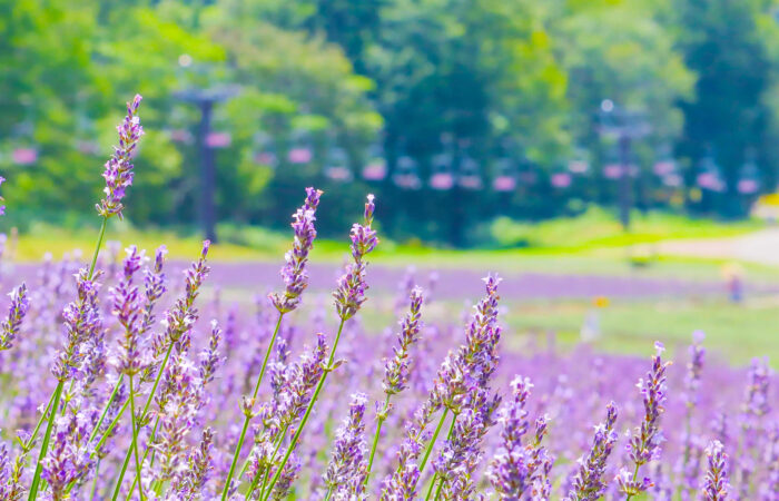 たんばらラベンダーパーク