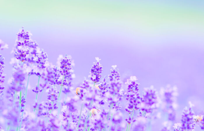 たんばらラベンダーパーク