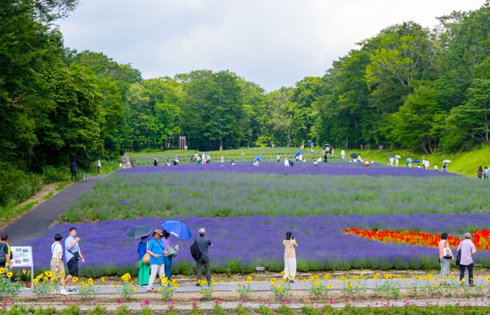 たんばらラベンダーパーク