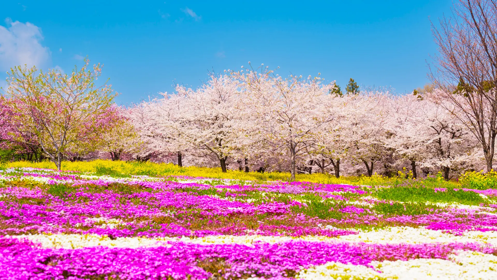 赤城南面千本桜 ガトーフェスタハラ工場見学