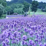 たんばらラベンダーパーク