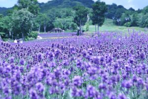 たんばらラベンダーパーク