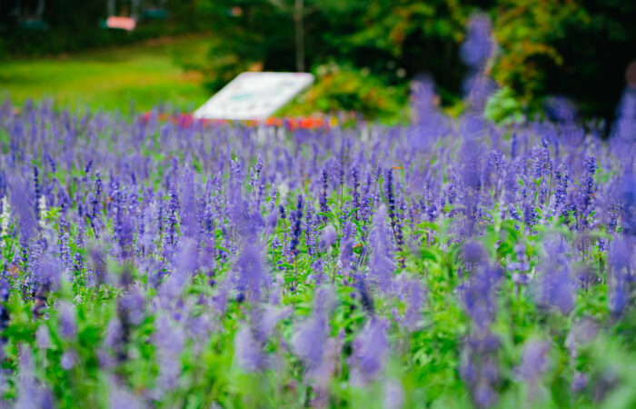 たんばらラベンダーパーク