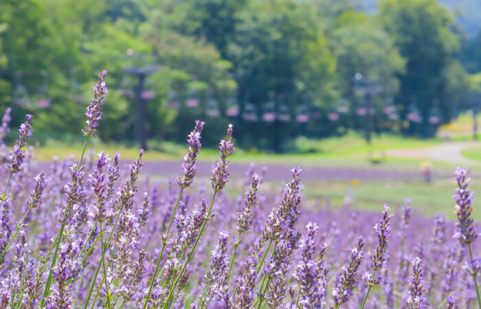 たんばらラベンダーパーク