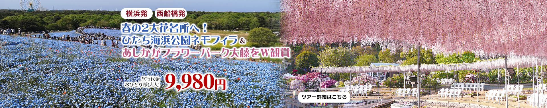 春の2大花名所へ！ひたち海浜公園ネモフィラ＆あしかがフラワーパーク大藤をW観賞