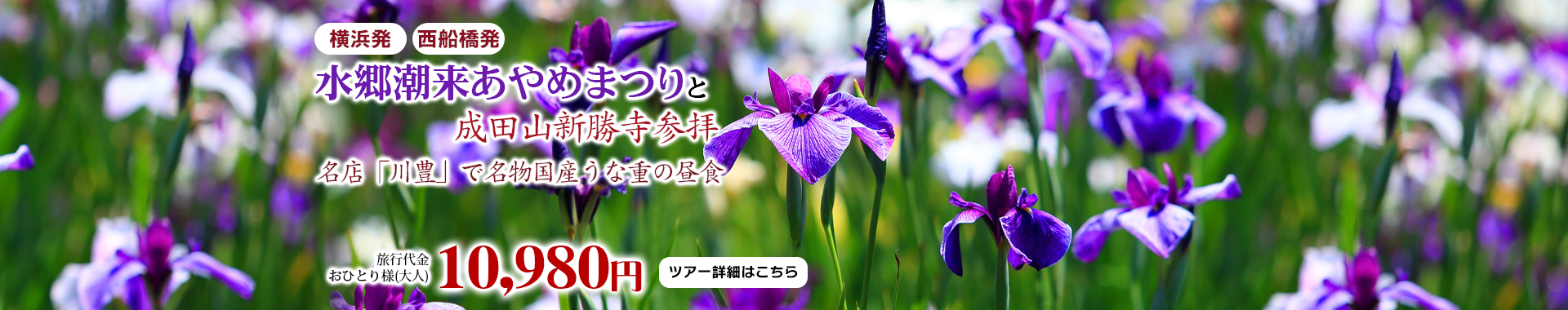 水郷潮来あやめまつりと成田山新勝寺参拝・名店「川豊」で名物国産うな重の昼食