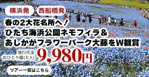 春の2大花名所へ！ひたち海浜公園ネモフィラ＆あしかがフラワーパーク大藤をW観賞