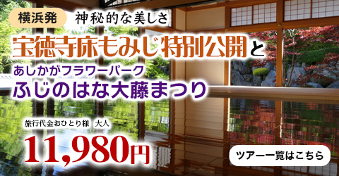 横浜発　神秘的な美しさ宝徳寺床もみじ特別公開とあしかがフラワーパーク「ふじのはな大藤まつり」観賞