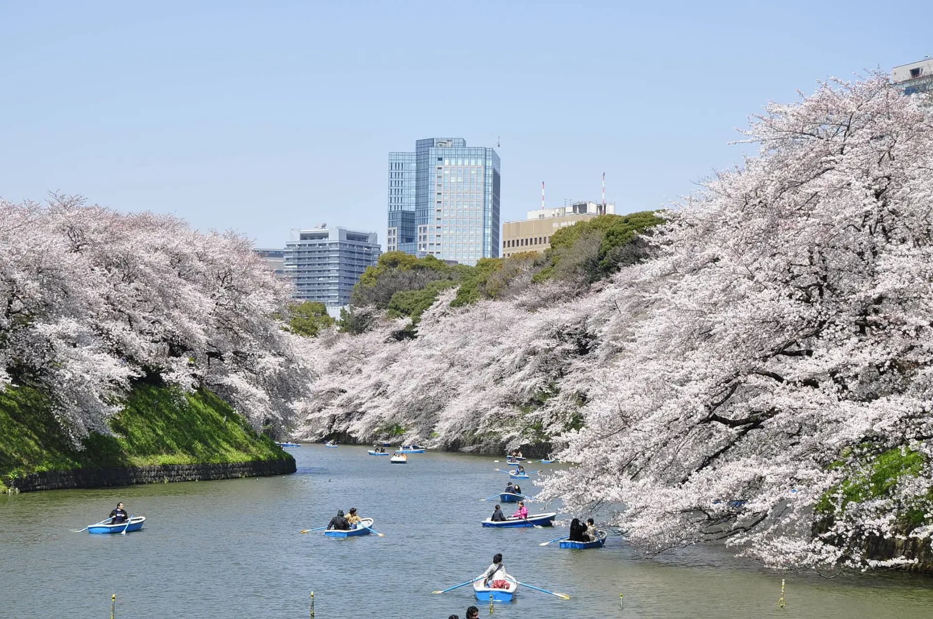 千鳥ヶ淵と隅田公園・豊洲千客万来