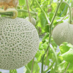 伊豆フルーツパーク