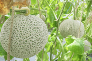 伊豆フルーツパーク