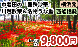 A329-N&A329-Yバナー 曼殊沙華と川越散策 巾着田の『曼殊沙華』の赤い絨毯と川越散策＆名物うな重ランチ付ツアー