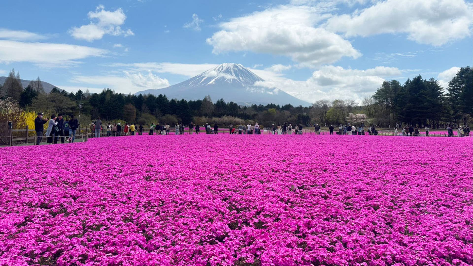 富士芝桜
