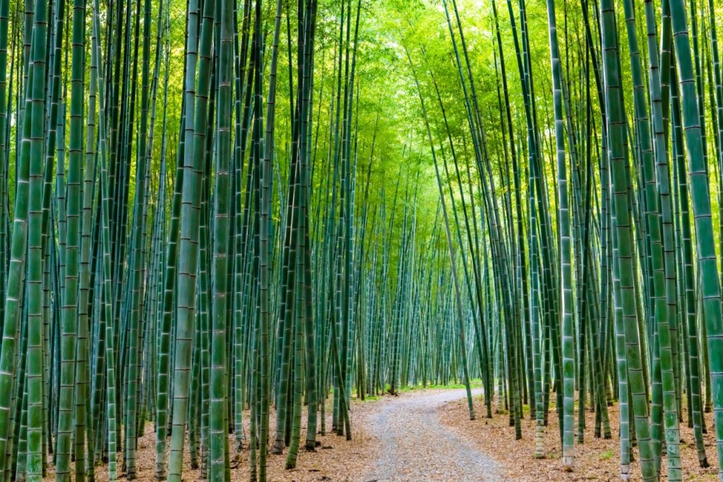 若山牧場
