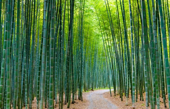 若山牧場