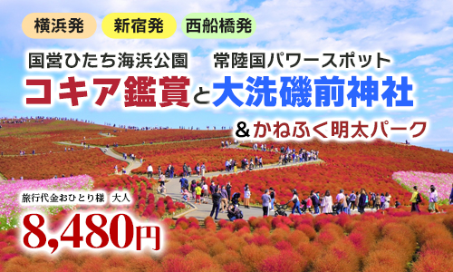 コキア鑑賞 真っ赤に染まる国営ひたち海浜公園のもこもこコキア鑑賞と絶景の常陸国パワースポット「大洗磯前神社」＆かねふくめんたいパーク