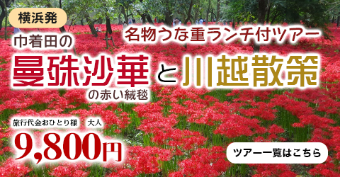 巾着田の『曼殊沙華』の赤い絨毯と川越散策＆名物うな重ランチ付ツアー